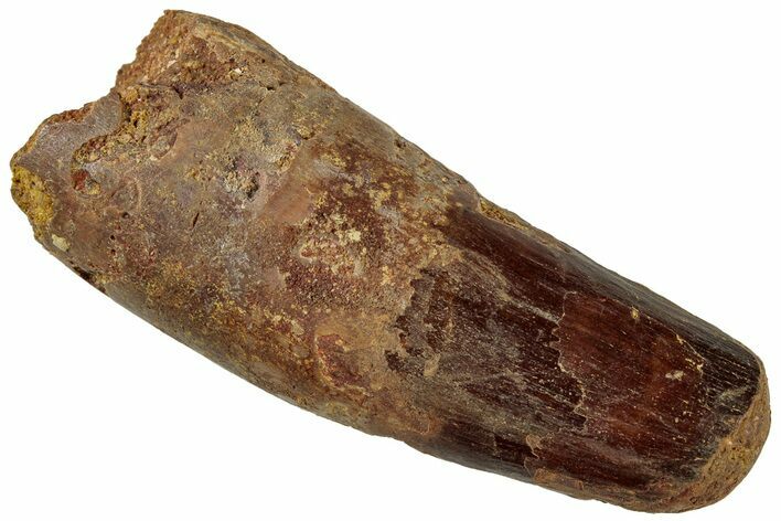Robust Fossil Spinosaurus Tooth - Feeding Worn Tip #319014